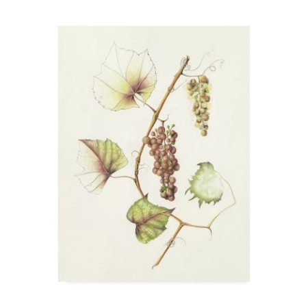 Deborah Kopka 'Concord Grapes' Canvas Art,18x24